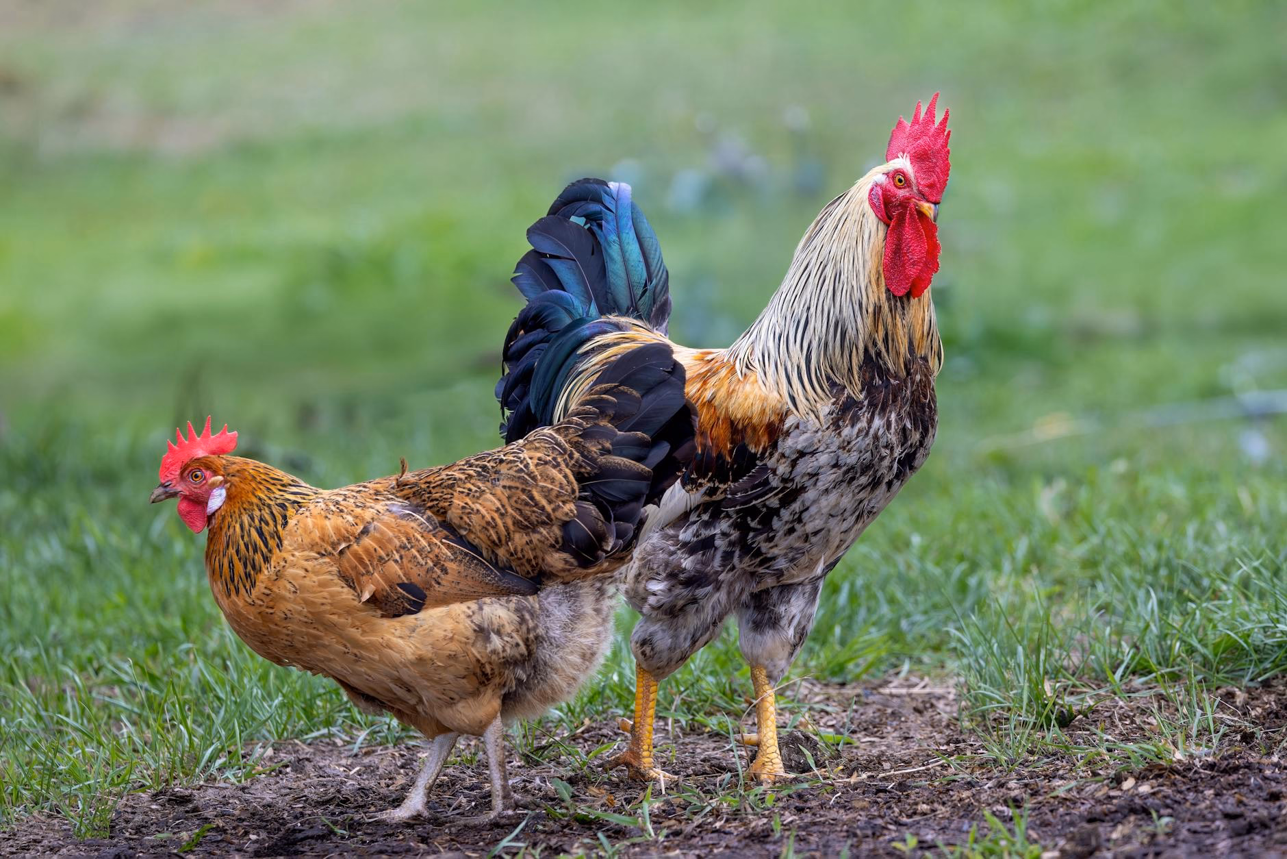 Web design in Fair Oaks